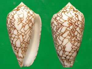波線織錦芋螺