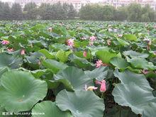 百荷公園