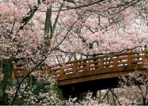 澱山湖梅園