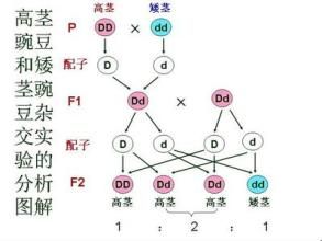 孟德爾第二定律