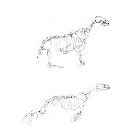 海獅科動物（上圖）與海豹科動物（下圖）骨骼的區別