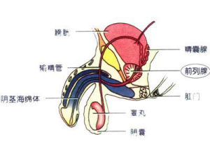 附屬腺體異常不育