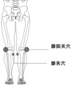 膝陽關