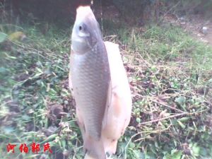 Crucian carp