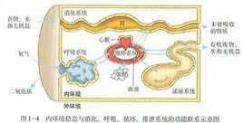 細胞內環境