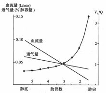 正常成年人直立時肺泡通氣與肺血液的分布