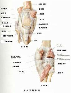 膝部軟組織攣縮畸形的手術治療