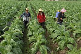 菸草開發利用