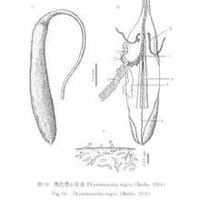 瘤體星蟲屬