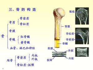 骨的構造