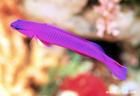 紫蝴蝶魚