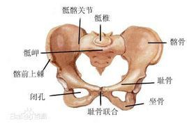 骶髂關節