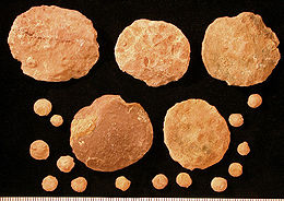 貨幣蟲（拉丁文：Nummulites）是一種曾在新生代第三紀（Tertiary）大量生長的古老海生單細胞有孔蟲，存在於中生代末期到新生代早期。其化石呈大型扁豆狀，直徑約可達6厘米，經常出現在屬於第三紀的岩石中，尤其是地中海沿岸地區。由於其化石可當作指準化石（Index fossils）用途，因此頗具重要性。貨幣蟲的學名“Nummulites”之字源為“nummulus”，在拉丁文中意指“小銅板”，得名於其造型與錢幣類似的緣故。貨幣蟲化石時期： 中生代末 - 新生代初 岩石中白色圓形物體就是貨幣蟲的石灰質外殼 保護狀況 已絕種（僅曾發現化石） 科學分類 域： 真核生物域 Eukaryota 界： 有孔蟲界 Rhizaria 門： 有孔蟲門 Foraminifera 綱： 有孔蟲綱 Foraminifera 目： 輪蟲目 Rotaliida 總科： 貨幣蟲總科 Nummulitacea 科： 貨幣蟲科 Nummulitidae 屬： 貨幣蟲屬 Nummulites拉馬克，1801年
