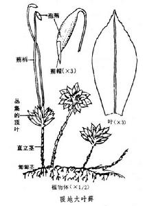 大葉蘚屬