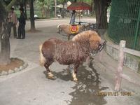 奇德旺國家野生動物園