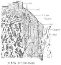 長骨