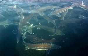 中華鱘魚館