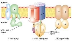 四種ATP驅動的離子泵