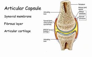 關節囊滑膜