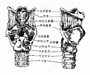 良性淋巴細胞血管炎和肉芽腫病