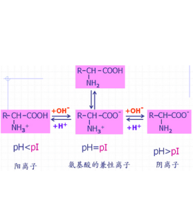 胺基酸等電點