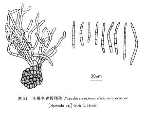 冬青假尾孢