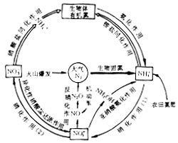 氨化作用