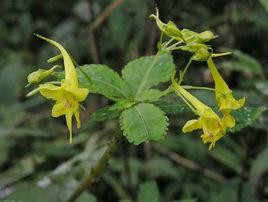 黃金鳳[鳳仙花科鳳仙花屬植物]