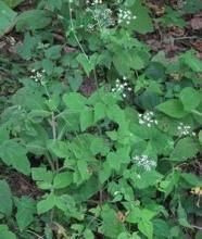 短果茴芹