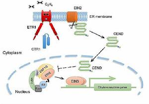 乙烯受體定位於內質網
