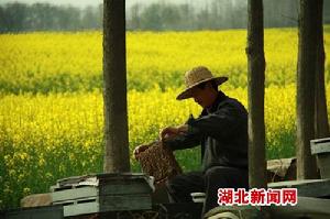 養蜂師