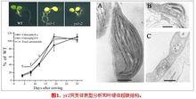 黃繼榮[中科院上海生命科學院研究員]