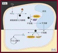 圖4 C4植物代謝示意圖