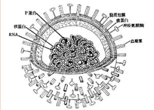 RNA病毒