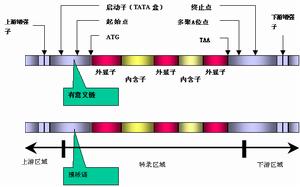 馬查多-約瑟夫病