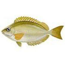 黃斑藍子魚