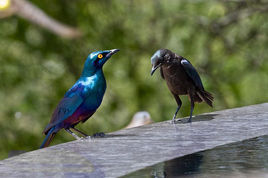藍耳麗椋鳥中非亞種
