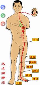 （圖）足太陰脾經穴位