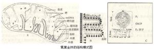 氧黃金體