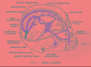 硬腦膜