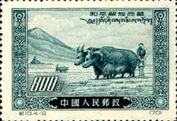 紀13.4-2西藏農民用氂牛生產（70）