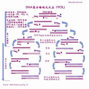 聚合酶鏈鎖反應