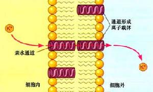 黃色短桿菌