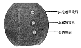 枸櫞酸桿菌