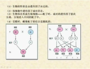 性狀分離