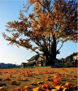 密印寺古樹