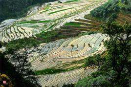 大洋村[福建省三明市寧化縣河龍鄉大洋村]