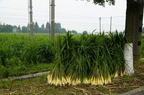 練塘茭白