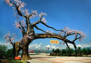 櫻桃溝景區[陝西省漢中市西鄉縣櫻桃溝景區]