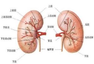 腎功能不全